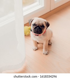 New Born Pug Dog In Home. Beautiful Female Pug Puppy Dog.