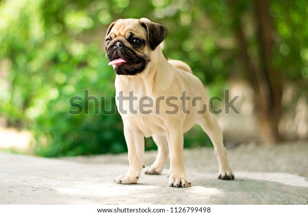 New born pug dog playing outdoors.Portrait of\
beautiful male Pug puppy\
dog.