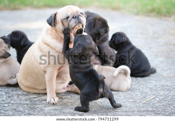 ママ パグ犬と遊ぶ新生のパグ犬 の写真素材 今すぐ編集