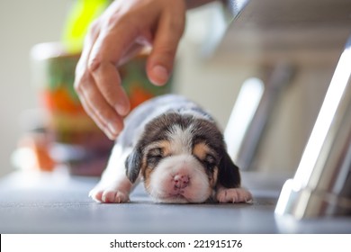 New Born Puppy - Beagle Dog