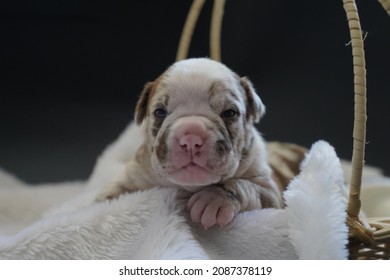 new born puppy pitbull , Portrait of a puppy , cute Pit Bull Terrier mixed breed dog sleeppy, Merle  puppy dog 
