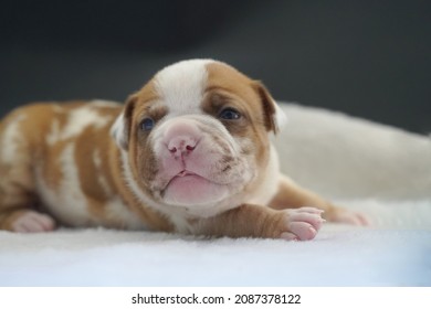 New Born Puppy Pitbull , Portrait Of A Puppy , Cute Pit Bull Terrier Mixed Breed Dog Sleeppy, Merle  Puppy Dog 