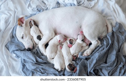 new born puppy safety sleep with mother. Nursing sleeping mother Jack Russell Terrier dab milk on a fabric with warm aternity instinct