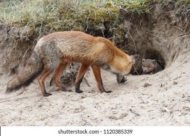 New Born Red Fox Cubs Near There Den