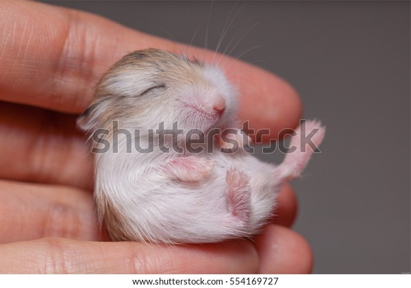 Un Hamster Nouveau Ne De Roborovski Dormant Photo De Stock Modifiable