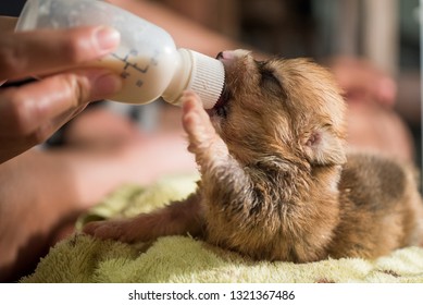 New Born Welsh Corgi Puppy Sucking Milk From Bottle