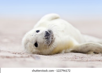 A New Born White Grey Seal Baby Relaxing At The Beach With Blurred Natural Background, Looks Inquisitively