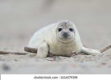 A New Born White Grey Seal Baby ( Halichoerus Grypus )  Relaxing At The Beach With Blurred Natural Background