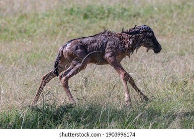 New Born Wildebeest Just Minutes Old And Still Wet