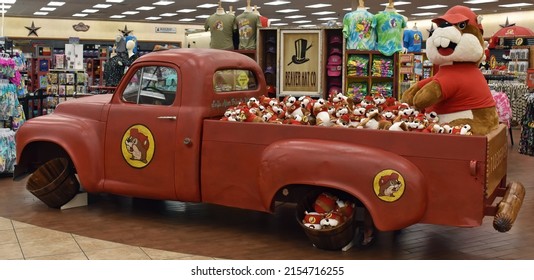 New Braunfels, TX USA May 9, 2022: Buc-ee's store vintage pick-up display of Buc-ee's stuffed beavers.  Buc-ee's convenience store for food, snacks and drinks, gasoline, knickknacks and clothing.