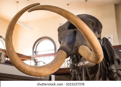 New Brunswick, NJ - January 24, 2018: Rutgers Geology Museum mastodon skeleton on display