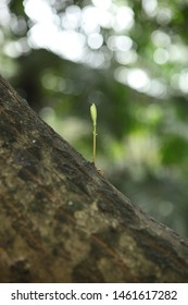 New Bud Bring Hope For Long Life Tree