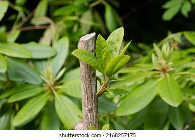 New Bud Growth After Rhododendron Shrub Pruning. 