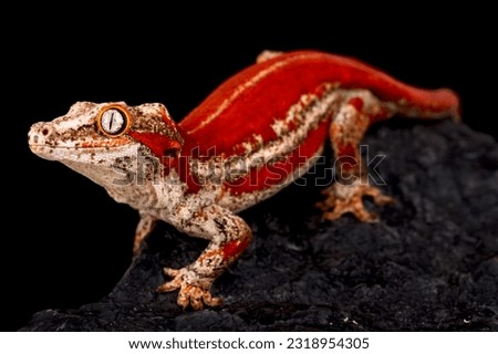 New Caledonia Bumpy Gecko (Rhacodactylus auriculatus)