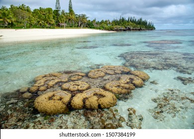 New Caledonia Loyalty Islands Male Island Coral Reef At Eni Beach