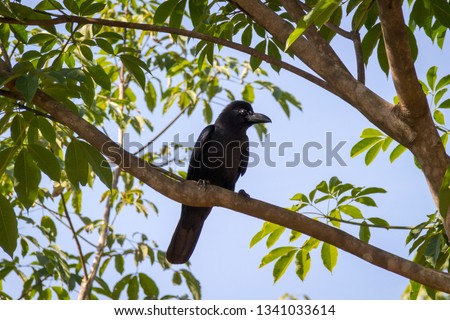 The New Caledonian crow bird on the tree. Raven in tropical jungle.
