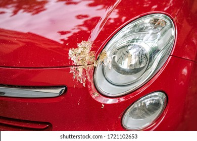 New Car Damaged by Bird Poop, the Result of Parking under a Tree