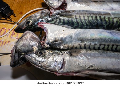 A New Catch Of Mackerel, Scombridae, Ready For Cooking