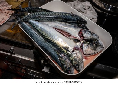 A New Catch Of Mackerel, Scombridae, Ready For Cooking