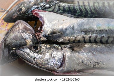 A New Catch Of Mackerel, Scombridae, Ready For Cooking