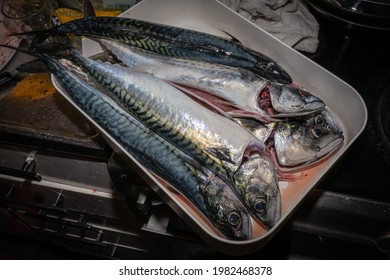 A New Catch Of Mackerel, Scombridae, Ready For Cooking