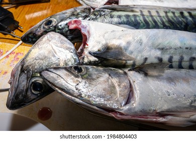 A New Catch Of Mackerel, Scombridae, Ready For Cooking