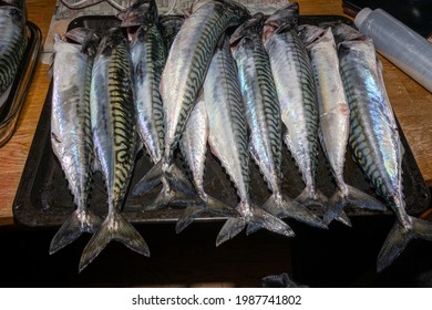 A New Catch Of Mackerel, Scombridae, Ready For Cooking