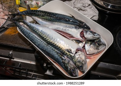 A New Catch Of Mackerel, Scombridae, Ready For Cooking