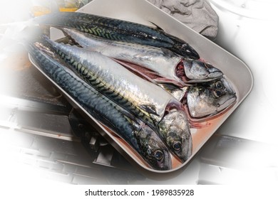 A New Catch Of Mackerel, Scombridae, Ready For Cooking