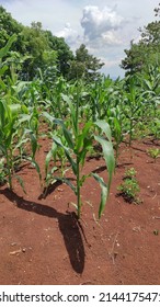 A New Corn Plant Growing In A Dry Field In The Cikancung Area, Indonesia