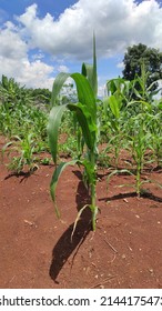 A New Corn Plant Growing In A Dry Field In The Cikancung Area, Indonesia