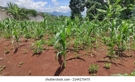 A New Corn Plant Growing In A Dry Field In The Cikancung Area, Indonesia