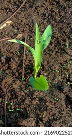 A New Corn Plant Growing In A Farmer's Field In A Village In Purbalingga, Indonesia