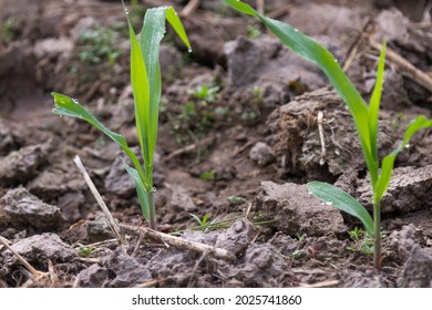 A New Corn Plant Growing In The Field, Its Tiny Leaves Covered With Morning Dew As The Sun Began To Shine