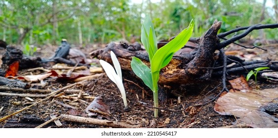 A New Corn Plant That Grows One Week