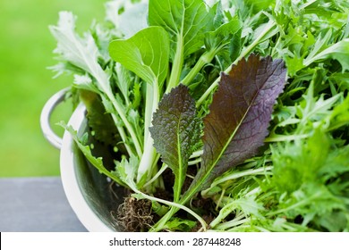 New crop fresh organic mix salad leaves with mizuna, lettuce, pakchoi, tatsoi, kale, spinach and leaf mustard - Shutterstock ID 287448248