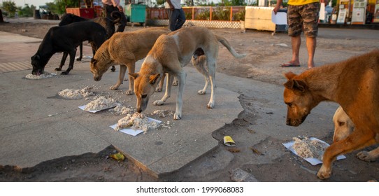 2,444 Stray Dog Eating Images, Stock Photos & Vectors | Shutterstock