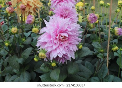 New Delhi, India - February 23 2018: Photo Taken At The DU (Delhi University) Flower Show. 