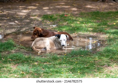 New Delhi, India- May 5 2013: Tow Stray Dog Resting In Water During Heat Wave In Delhi