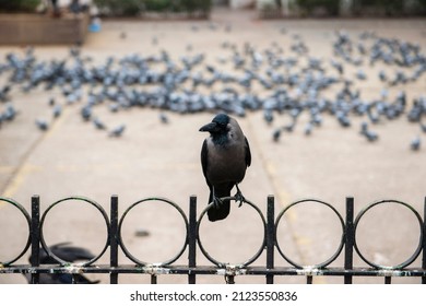 New Delhi, India-Jan 16 2022: Crow Seen Sitting On Iron Grill  Of A Market Area During A State-wide Weekend Curfew Imposed By The Authorities In Delhi.