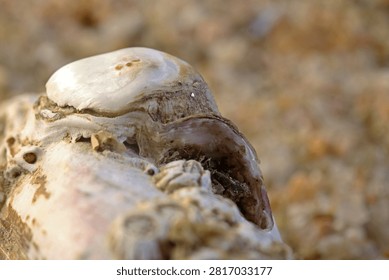 NEW DEVELOPING SHELL ON THE BACK OF AN EMPTY OYSTER SHELL