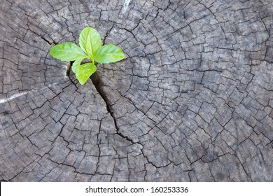 New development and renewal as a business concept of emerging leadership success as an old cut down tree and a strong seedling growing in the center trunk as a concept of support building a future. 