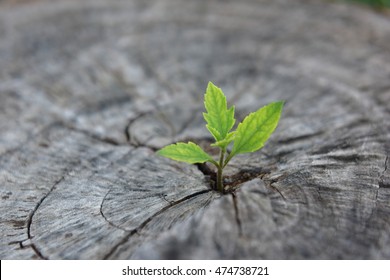 New development and renewal as a business concept of emerging leadership success as an old cut down tree and a strong seedling growing in the center trunk as a concept of support building a future. - Shutterstock ID 474738721
