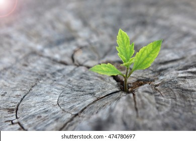 New development and renewal as a business concept of emerging leadership success as an old cut down tree and a strong seedling growing in the center trunk as a concept of support building a future. - Shutterstock ID 474780697