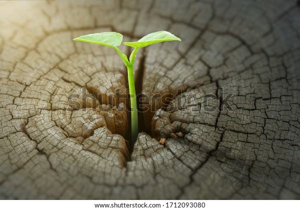  New development and renewal as a business
concept of emerging leadership success as an old cut down tree and
a strong seedling growing in the center trunk as a concept of
support building a future.  