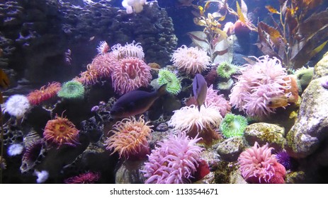 New England Aquarium Fish