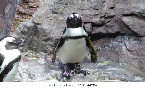 New England Aquarium Penguin