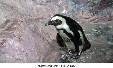 New England Aquarium Penguin