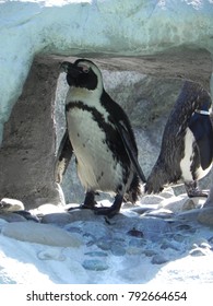 New England Aquarium Penguin