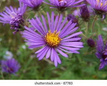 New England Aster